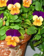 Be Your Bliss Meryl Chodosh-Weiss