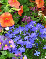 Be Your Bliss Meryl Chodosh-Weiss